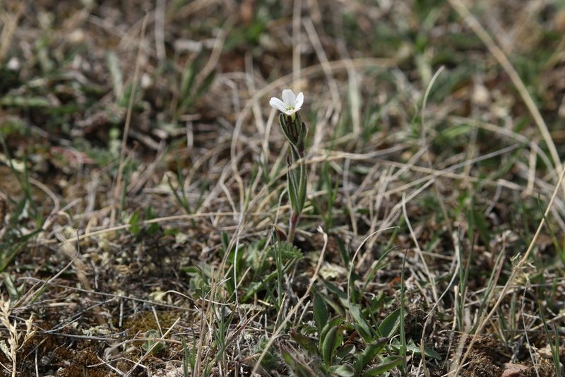 Silene involucrata, photographed by Samuelle Simard-Provençal