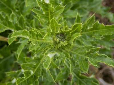 Cirsium arvense, photographed by Randy A Nonenmacher