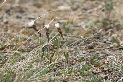 Silene involucrata, photographed by Samuelle Simard-Provençal