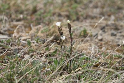 Silene involucrata, photographed by Samuelle Simard-Provençal