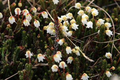 Cassiope tetragona