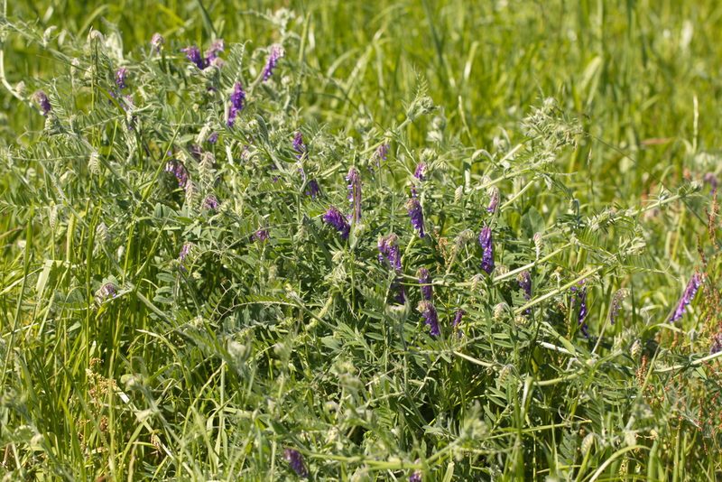 Vicia villosa, photographed by Вячеслав Юсупов