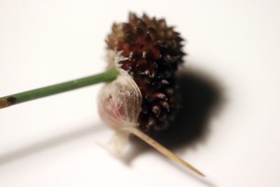 Allium vineale, photographed by Michel Langeveld