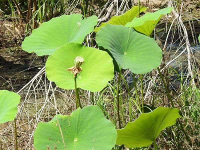 Nelumbo lutea