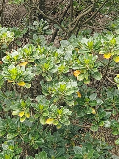 Sideroxylon mirmulano, photographed by Vítor Jorge