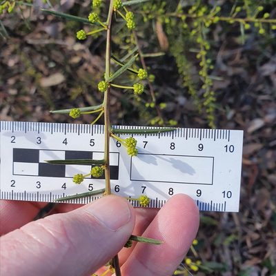 Acacia genistifolia, photographed by ronavery