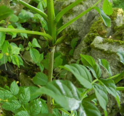 Fraxinus excelsior, photographed by Jon Mortin