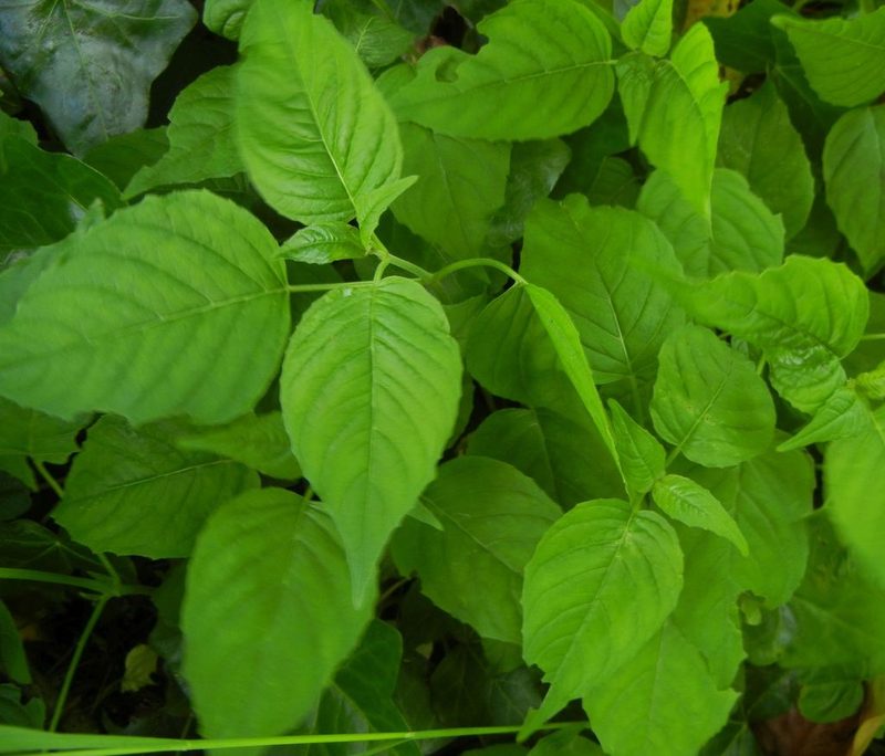 Circaea lutetiana, photographed by Jon Mortin