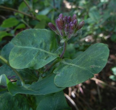 Lonicera periclymenum, photographed by Jon Mortin