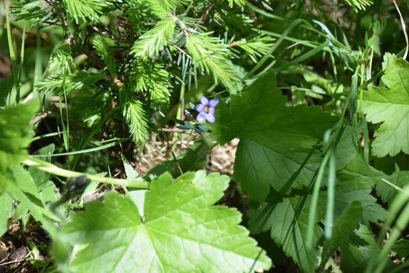 Sisyrinchium montanum, photographed by Pierre Cartier