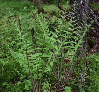 Osmundastrum cinnamomeum, photographed by Pierre Cartier