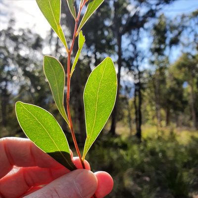 Acacia penninervis, photographed by ronavery