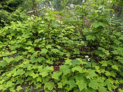 Rubus parviflorus, photographed by David Dyck