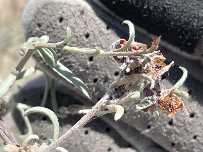 Krameria erecta, photographed by Bobby McCabe
