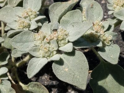 Croton setiger, photographed by Vasily Reinkymov