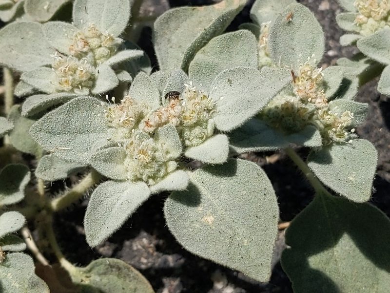 Croton setiger, photographed by Vasily Reinkymov