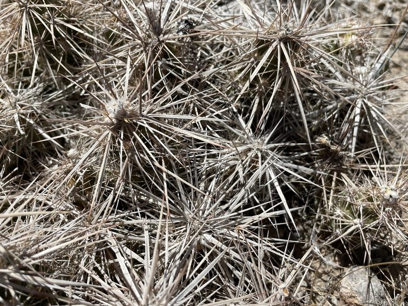 Grusonia parishii, photographed by Bobby McCabe
