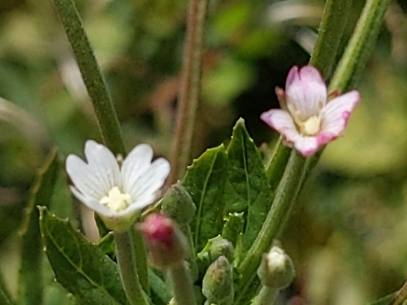 Epilobium ciliatum, photographed by Vasily Reinkymov