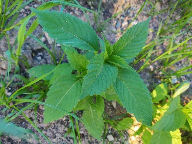 Galeopsis bifida, photographed by Ульяна Лалак