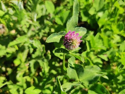 Trifolium pratense, photographed by Ульяна Лалак
