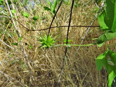 Clematis pitcheri, photographed by Annika Lindqvist