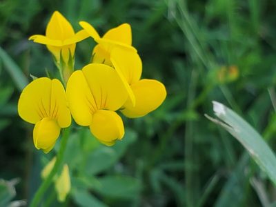 Lotus corniculatus