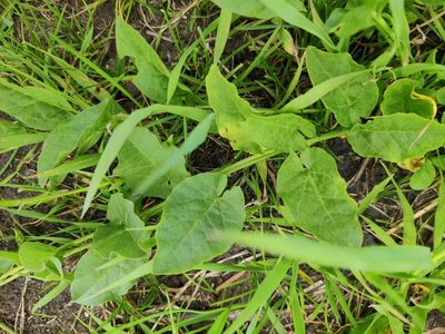 Convolvulus arvensis, photographed by Ульяна Лалак