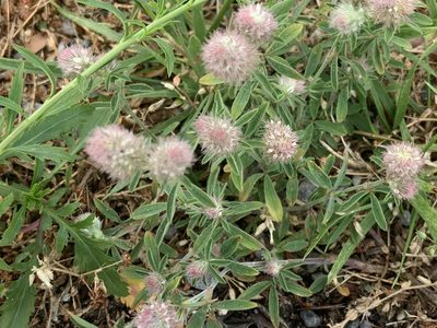 Trifolium arvense, photographed by geosesarma
