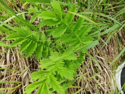Agrimonia eupatoria