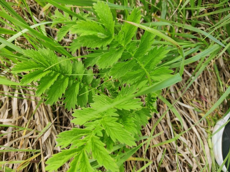 Agrimonia eupatoria, photographed by Ульяна Лалак