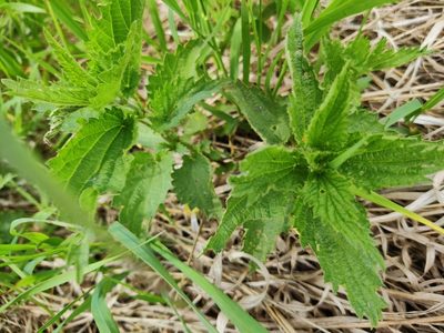 Urtica dioica, photographed by Ульяна Лалак