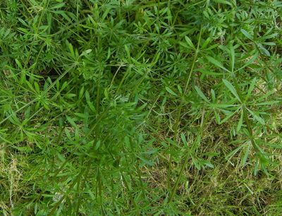 Galium aparine, photographed by Jon Mortin