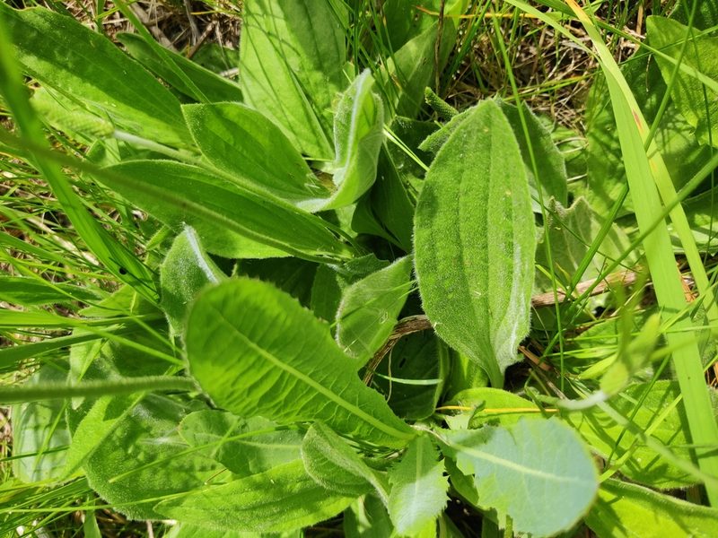 Plantago urvillei, photographed by Ульяна Лалак