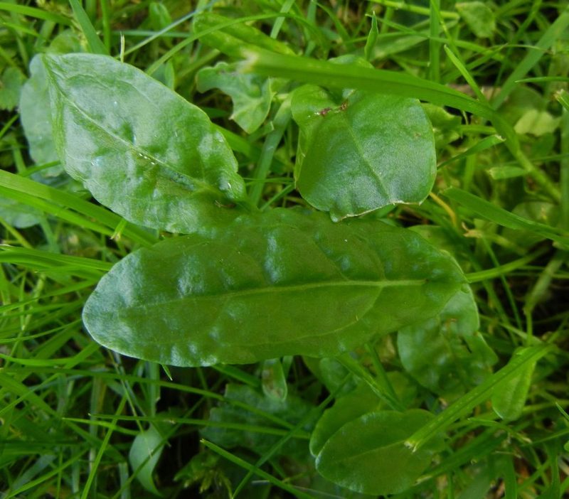 Rumex acetosa, photographed by Jon Mortin