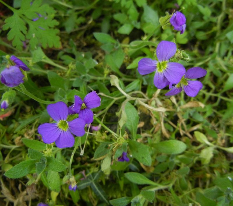 Aubrieta deltoidea, photographed by Jon Mortin