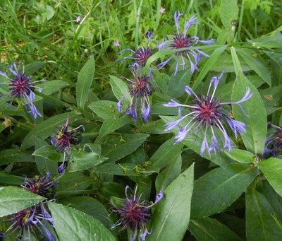 Centaurea montana, photographed by Jon Mortin