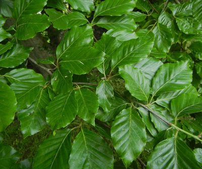 Fagus sylvatica, photographed by Jon Mortin