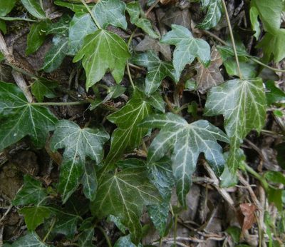 Hedera helix, photographed by Jon Mortin