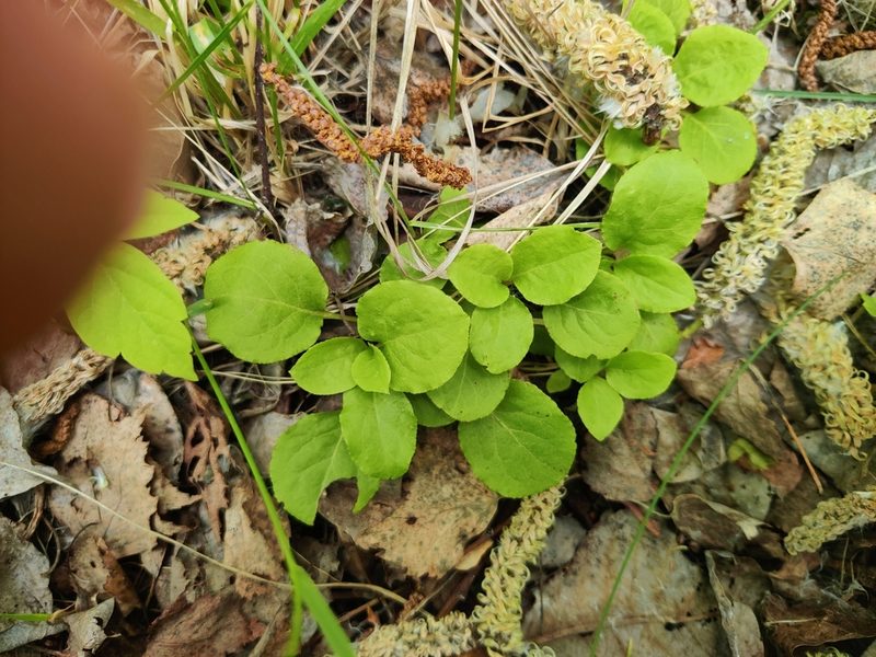 Pyrola minor, photographed by Ульяна Лалак