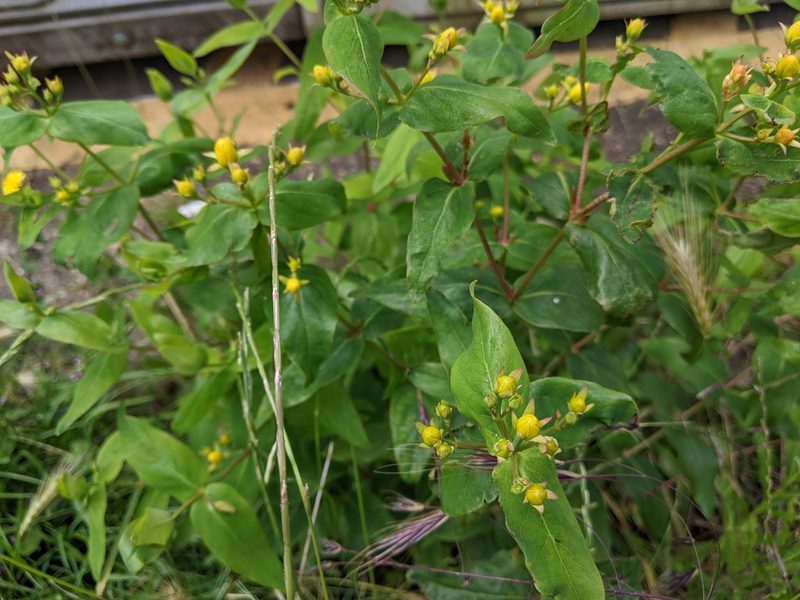 Hypericum hircinum, photographed by Piermario Maculan