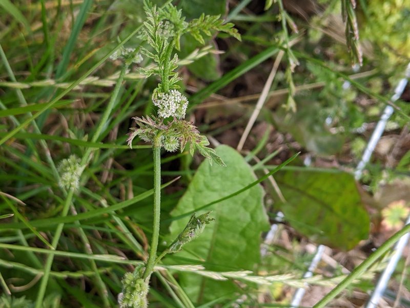 Torilis nodosa, photographed by Piermario Maculan