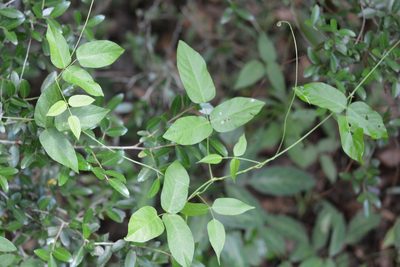 Centrosema virginianum, photographed by Amber M. King