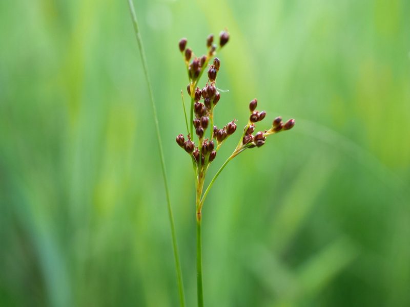 Juncus compressus, photographed by Wolfgang Jauch