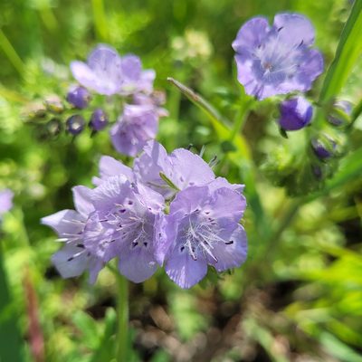 Phacelia hirsuta, photographed by RJ Baltierra