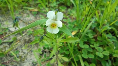 Viola arvensis, photographed by Tatiana Strus