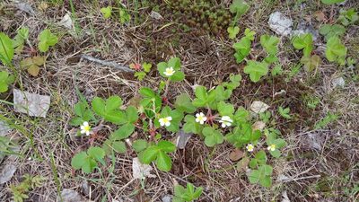 Fragaria vesca, photographed by Tatiana Strus