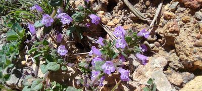 Clinopodium alpinum, photographed by Santiago Martín-Bravo
