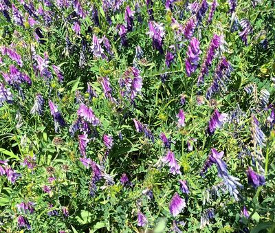 Vicia villosa, photographed by Jane Concannon