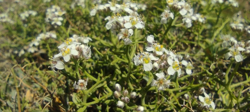 Hormathophylla spinosa, photographed by Santiago Martín-Bravo