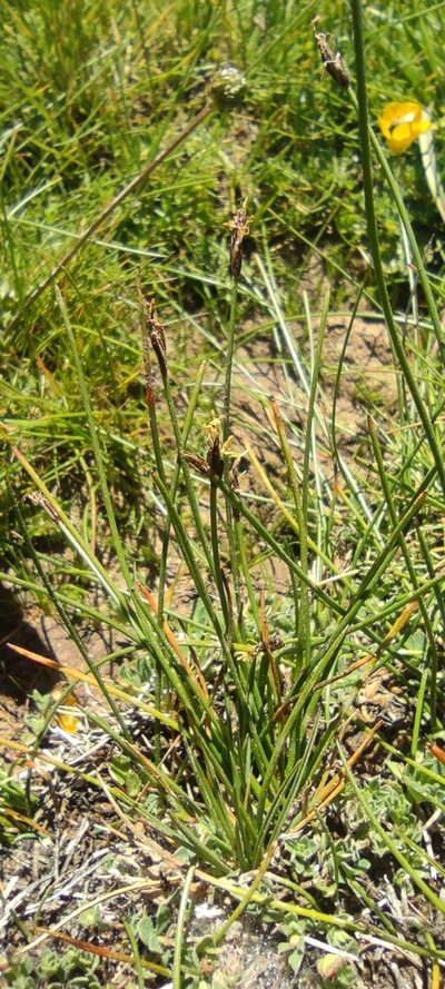 Eleocharis quinqueflora, photographed by Santiago Martín-Bravo